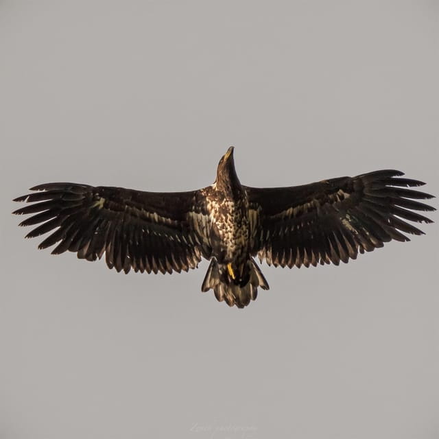 From Kiruna: Narvik City and Fjord Day Trip - Price and Logistics: Is It Worth It?