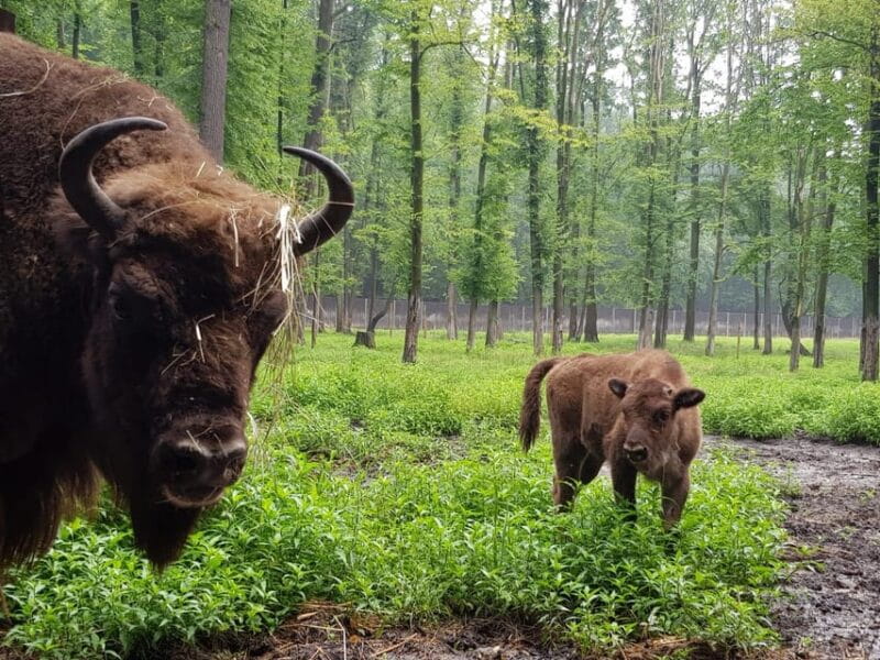 From Krakow: Pszczyna Castle and Bison Reserve Day Trip - Who Will Love This Tour?