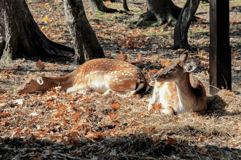 From Krakow: Pszczyna Castle and Bison Reserve Day Trip - Price and Value Analysis