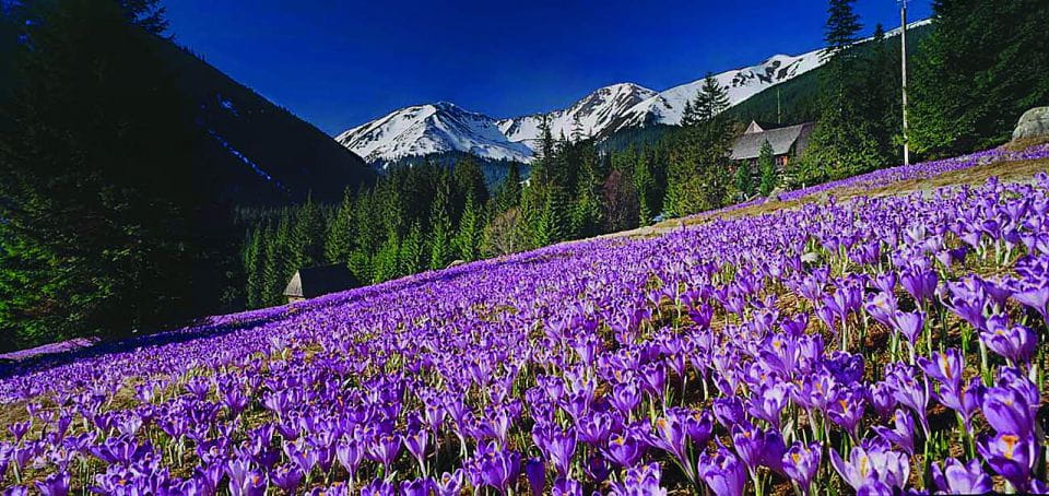 From Krakow: Zakopane and Tatras Mountains Full-Day Tour - Inclusions and Recommendations