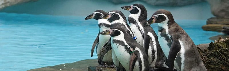 From Krakow: Zoo Trip with Private Luxury Transfer - Key points / Takeaways