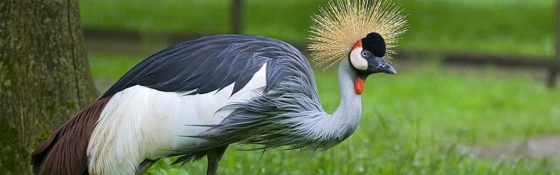 From Krakow: Zoo Trip with Private Luxury Transfer - FAQs