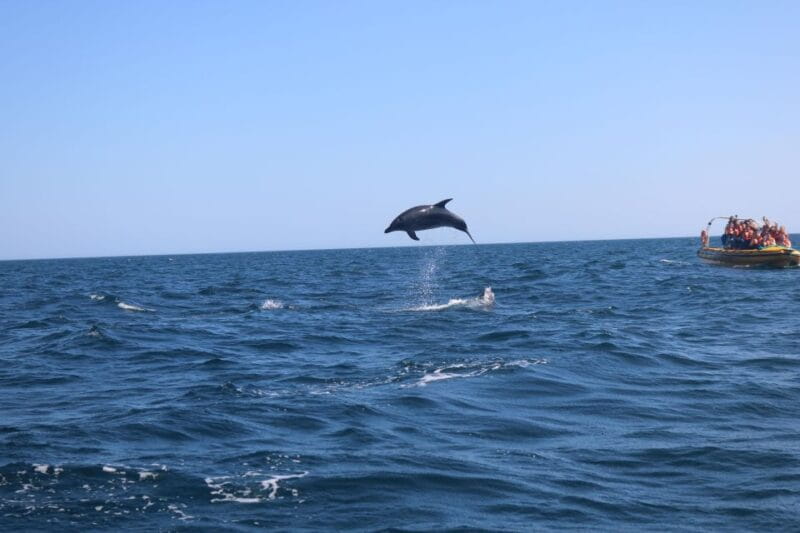 From Lagoa: Dolphins & Ponta da Piedade with biologist guide - The Experience in Detail: What to Expect