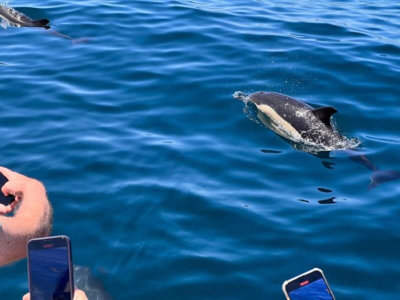 From Lagoa: Dolphins & Ponta da Piedade with biologist guide - Practical Tips for a Smooth Day