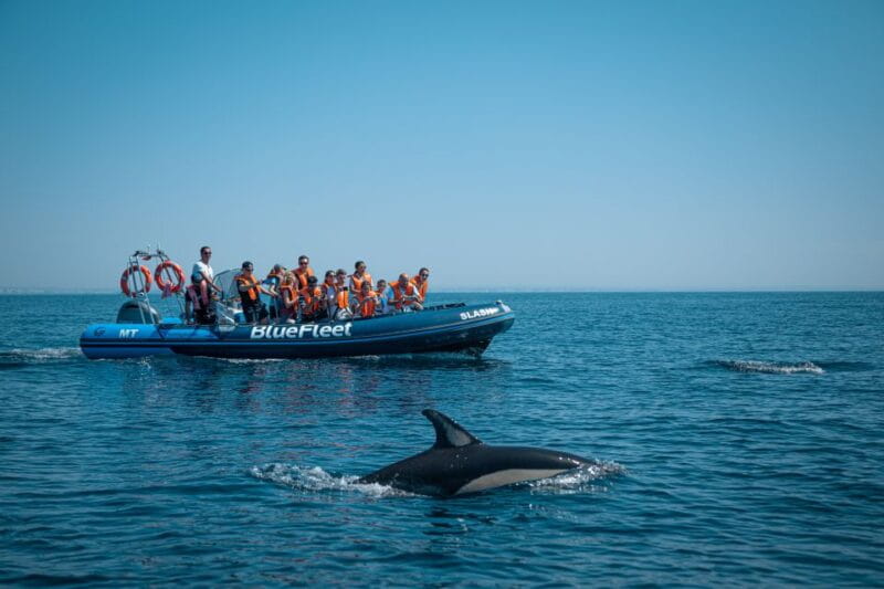 From Lagos: Dolphin Watching Boat Trip w/ Marine Biologists - Key points / Takeaways