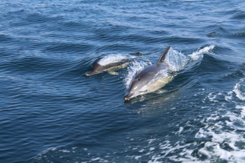From Lagos: Dolphin Watching Boat Trip w/ Marine Biologists - Entering the World of Algarve Dolphin Watching
