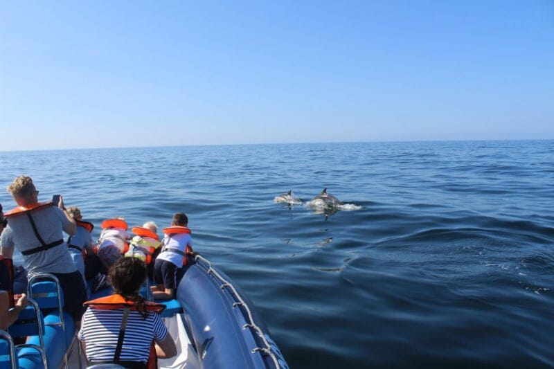 From Lagos: Dolphin Watching Boat Trip w/ Marine Biologists - What You Can Expect During The Trip