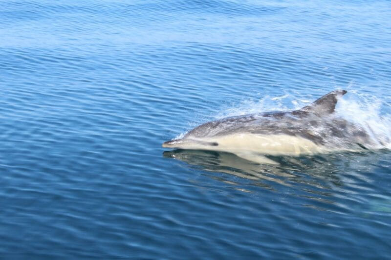 From Lagos: Dolphin Watching Boat Trip w/ Marine Biologists - Who Will Love This Tour?