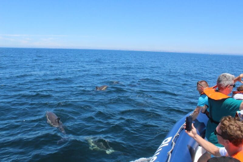 From Lagos: Dolphin Watching Boat Trip w/ Marine Biologists - The Sum Up