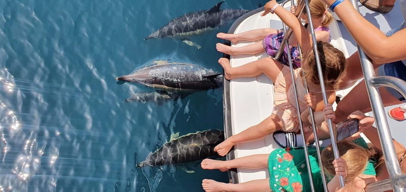 From Lagos: Dolphin Watching Catamaran Cruise - Why This Dolphin Watching Trip Stands Out