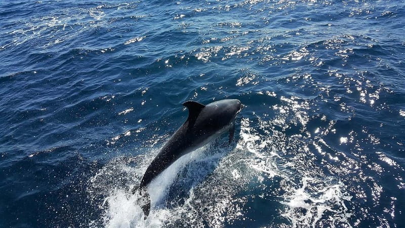 From Lagos: Dolphin Watching Catamaran Cruise - Who Is This Tour Best For?