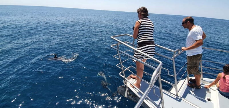 From Lagos: Dolphin Watching Catamaran Cruise - Price and Logistics: What You Need to Know