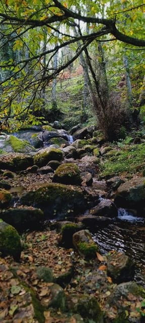 From Lagos: Monchique Private Guided Hike + Medronho Tasting - The Medronho Experience: A Sip of Local Tradition