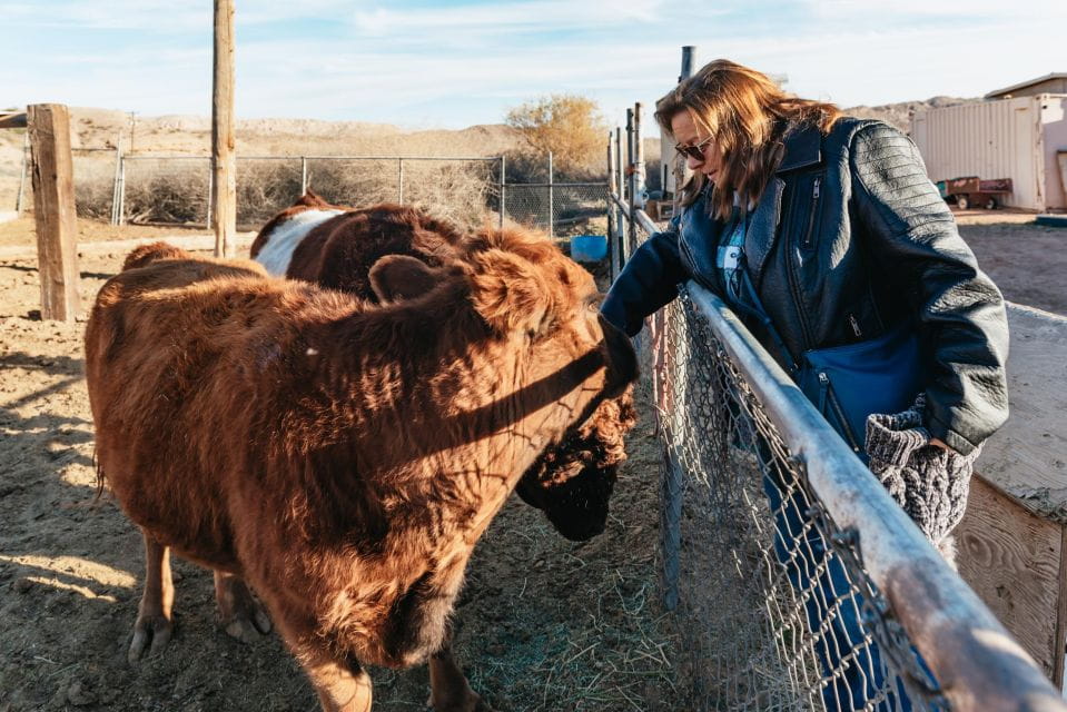 From Las Vegas: Desert Sunset Horseback Ride With BBQ Dinner - What to Expect on the Tour