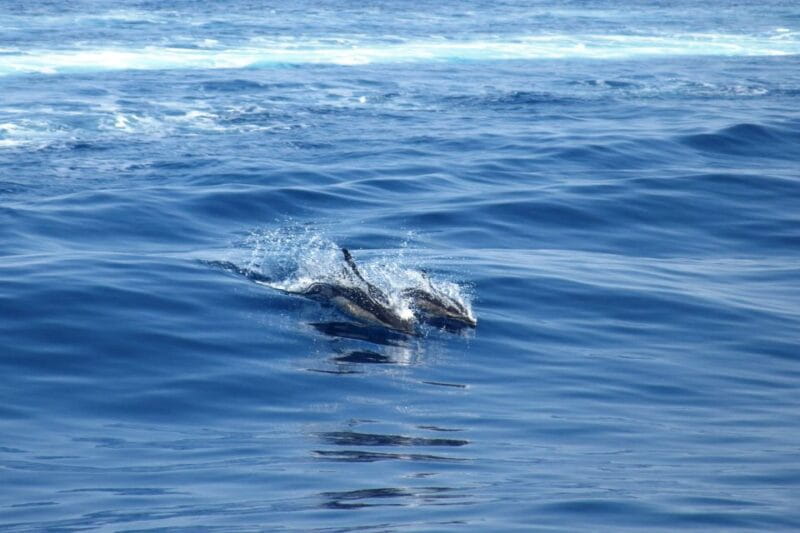 From Lefkimmi: Corfu, Kavos Party Booze Cruise - A closer look at the experience