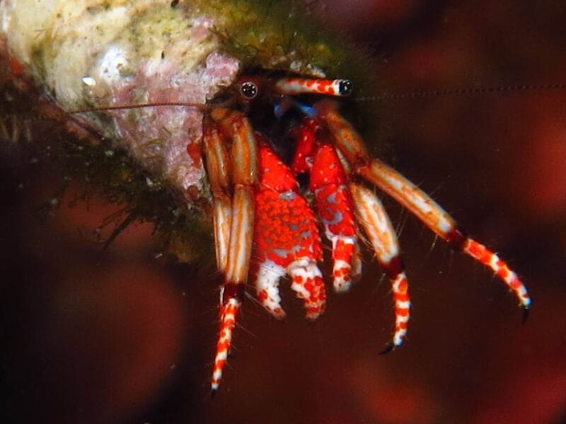 From Lerici: Scuba Diving Lessons and Dive in Portovenere - Exploring the Experience: A Detailed Breakdown