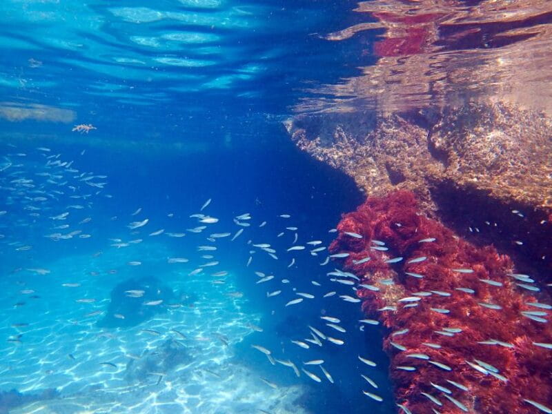 From Lisbon: Arrábida Natural Park Kayak Tour with Lunch - Who Will Love This Experience?