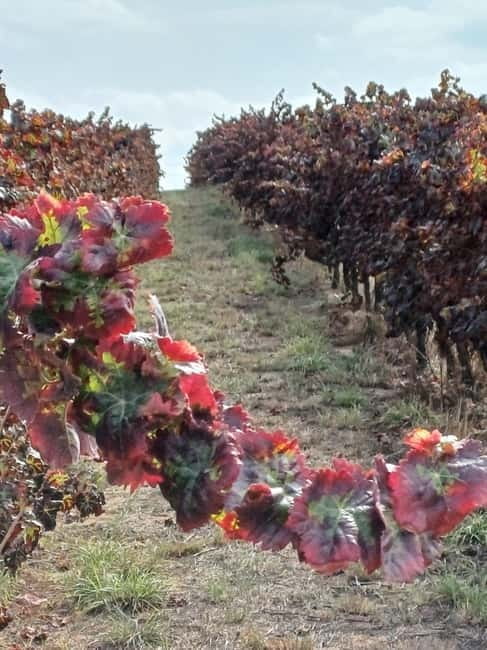 From Lisbon: Évora, Vila Viçosa, and Wine Cellars Day Trip - Who Will Love This Tour?