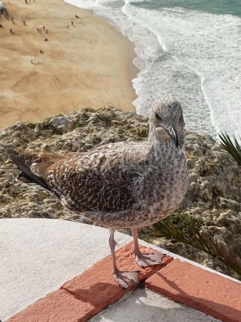 From Lisbon: Porto Transfer with Óbidos & Nazaré Tours - The Sum Up: Is This Tour Worth It?