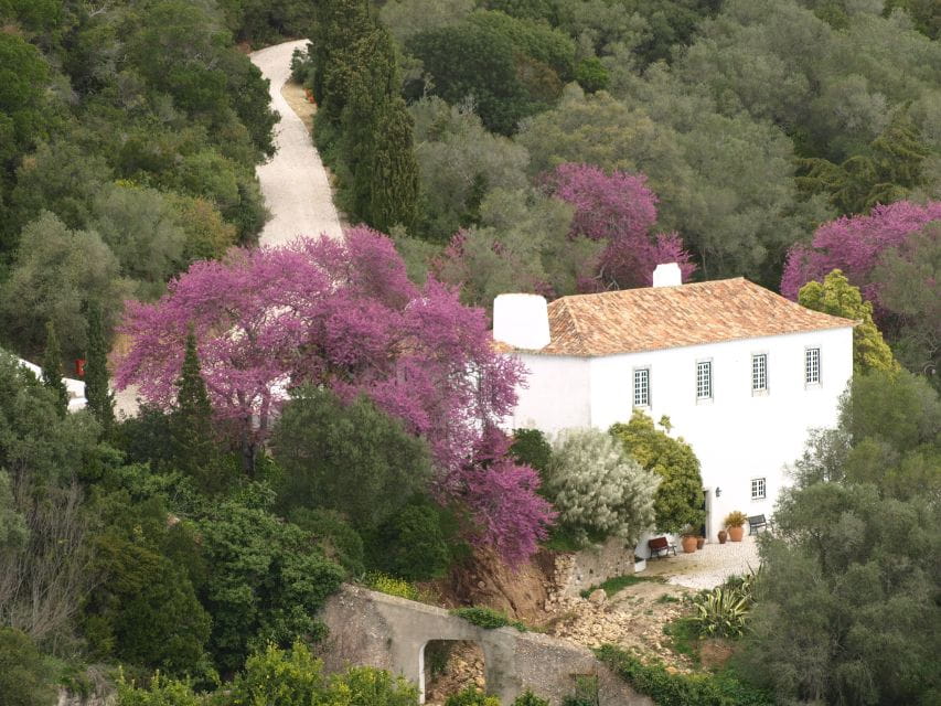 From Lisbon to Arrábida: Hidden Treasures & Blue Coast - Lunch in Setubal: Savoring Local Flavors