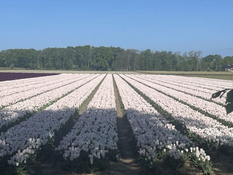 From Lisse: Keukenhof Flower Fields Bike Tour - Key points / Takeaways