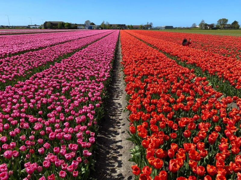 From Lisse: Keukenhof Flower Fields Bike Tour - Value and Practical Tips