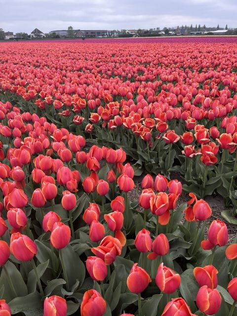From Lisse: Landrover Tour Around Keukenhof & Flower Fields - Key points / Takeaways
