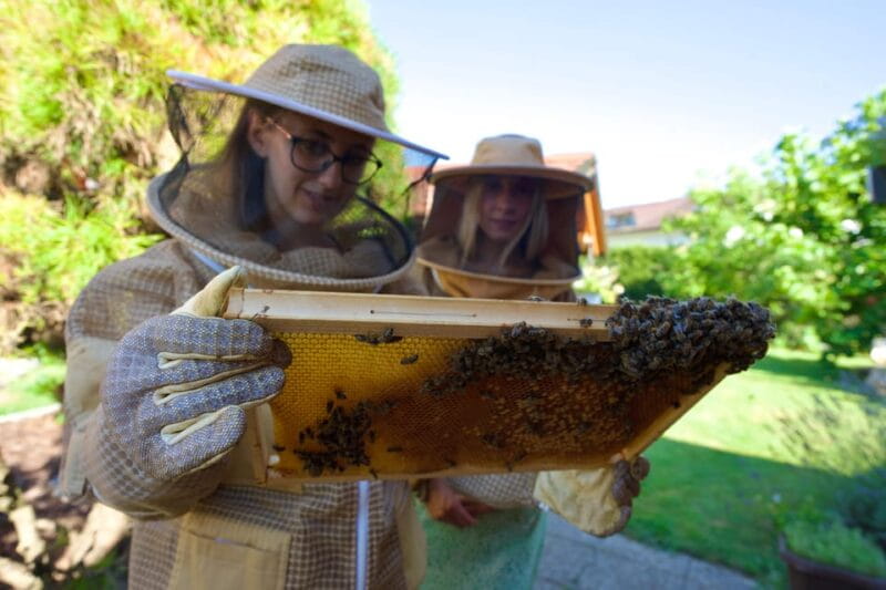 From Ljubljana: All About Bees - From Ljubljana: All About Bees — A Buzz-Worthy Cultural Journey
