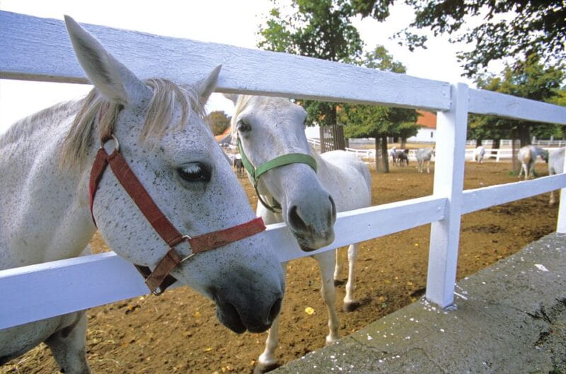 From Ljubljana: Lipica Stud Farm and Piran Full-Day Tour - Key Points / Takeaways