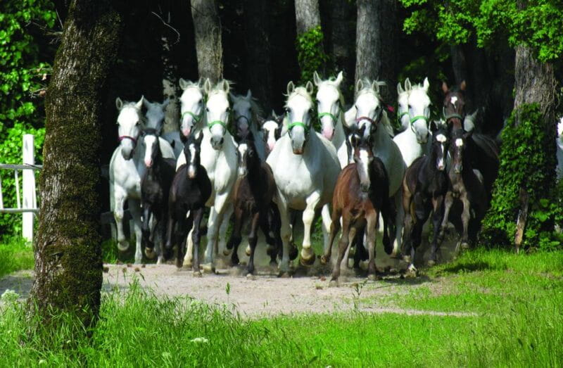 From Ljubljana: Lipica Stud Farm and Piran Full-Day Tour - Who Will Love This Tour?