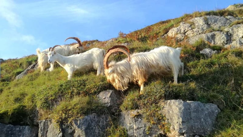 From Llandudno: Portmeirion, Snowdonia and Castles Tour - Portmeirion Entrance Fee and Practicalities