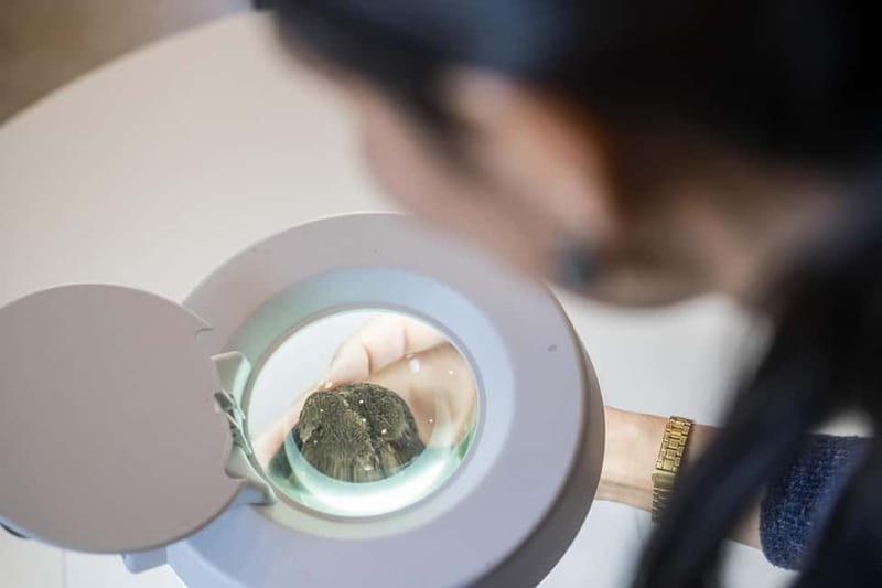 From location: Truffle farm visit, culinary workshop, meal - Culinary Workshop: Turning Truffles into Art