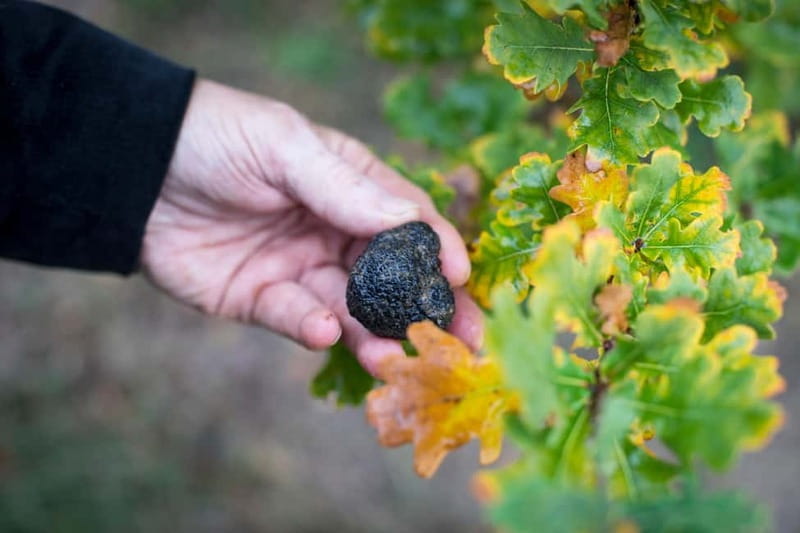 From location: Truffle farm visit, culinary workshop, meal - FAQs: Your Practical Questions Answered