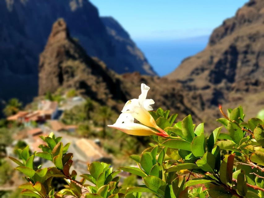 From Los Gigantes: Masca Canyon Hike With Water Taxi Return - Preparation Tips