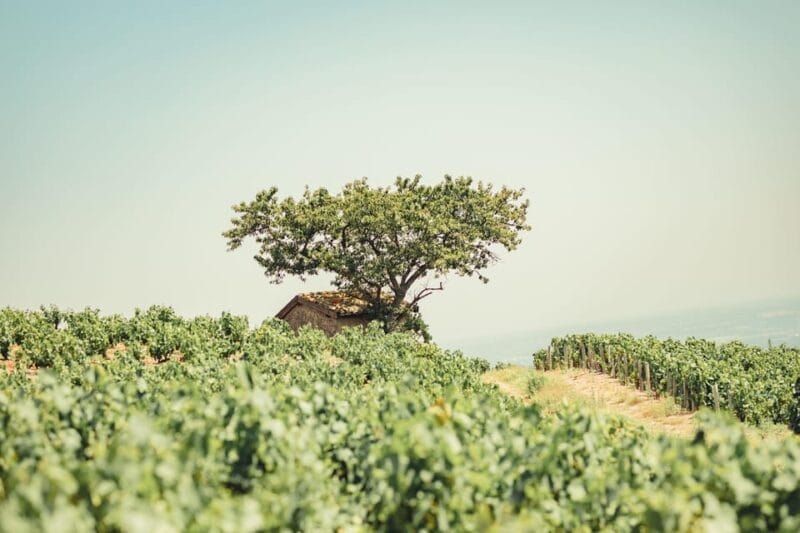 From Lyon : Beaujolais Private Day Tour by Vintage Defender - Visiting Juliénas: Final Tasting and Departure