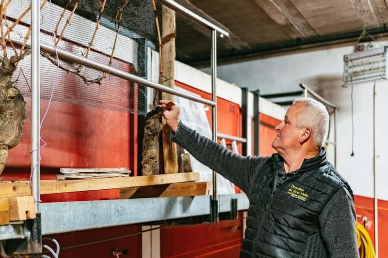 From Lyon: Golden Stones Beaujolais Wine Tasting Tour - Who is This Tour Perfect For?