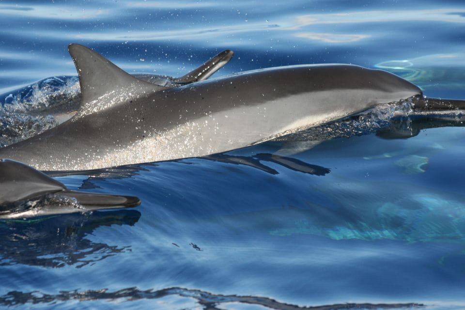 From Maalaea: Turtle Town Snorkel Aboard the Quicksilver - Key Points