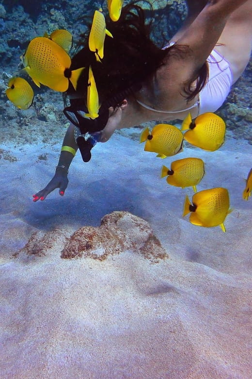 From Maalaea: Turtle Town Snorkel Aboard the Quicksilver - Snorkel Sites and Activities