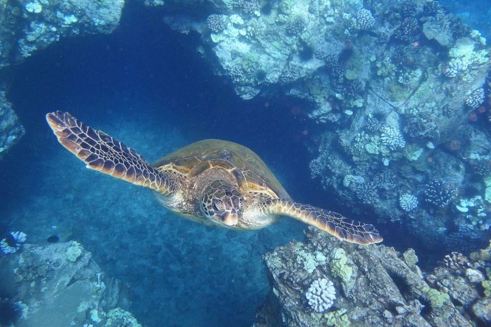 From Maalaea: Turtle Town Snorkel Aboard the Quicksilver - Onboard Amenities and Inclusions