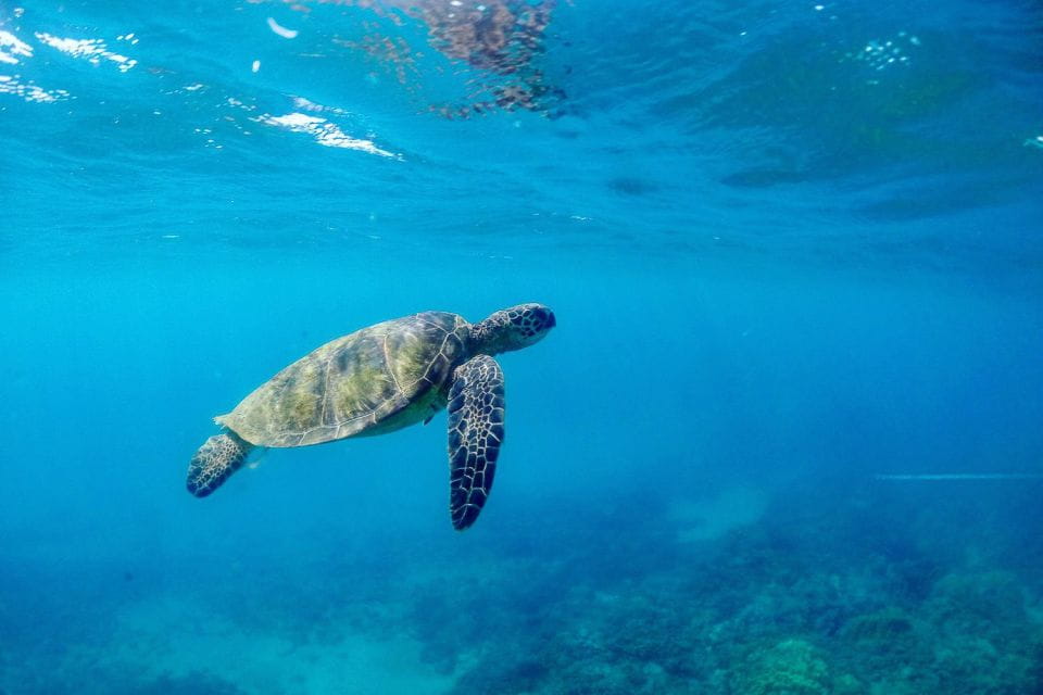 From Maalaea: Turtle Town Snorkel Aboard the Quicksilver - Dietary Restrictions and Policies