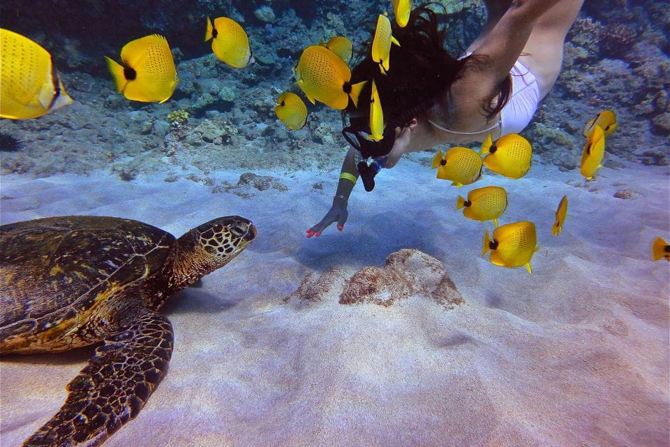 From Maalaea: Turtle Town Snorkel Aboard the Quicksilver - Booking and Cancellation Details