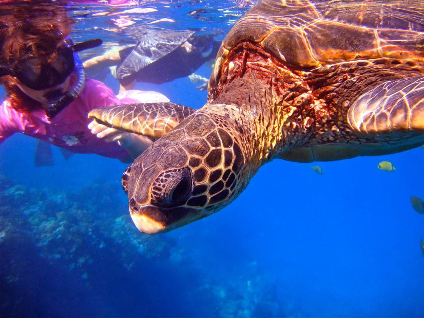 From Maalaea: Turtle Town Snorkel Aboard the Quicksilver - Frequently Asked Questions