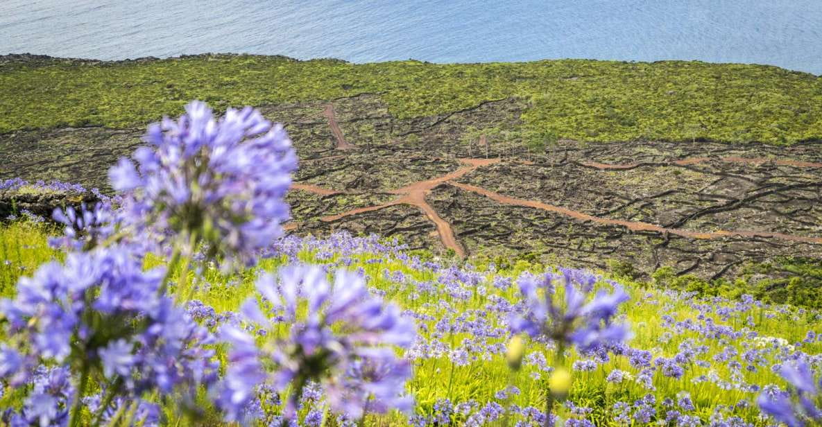 From Madalena: Pico Volcanoes and Lakes Guided Day Tour - Languages Offered