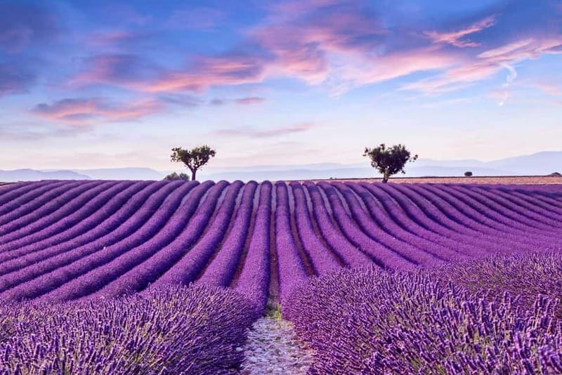 From Madrid: Brihuega Lavender Fields Guided Tour - Key points and takeaways