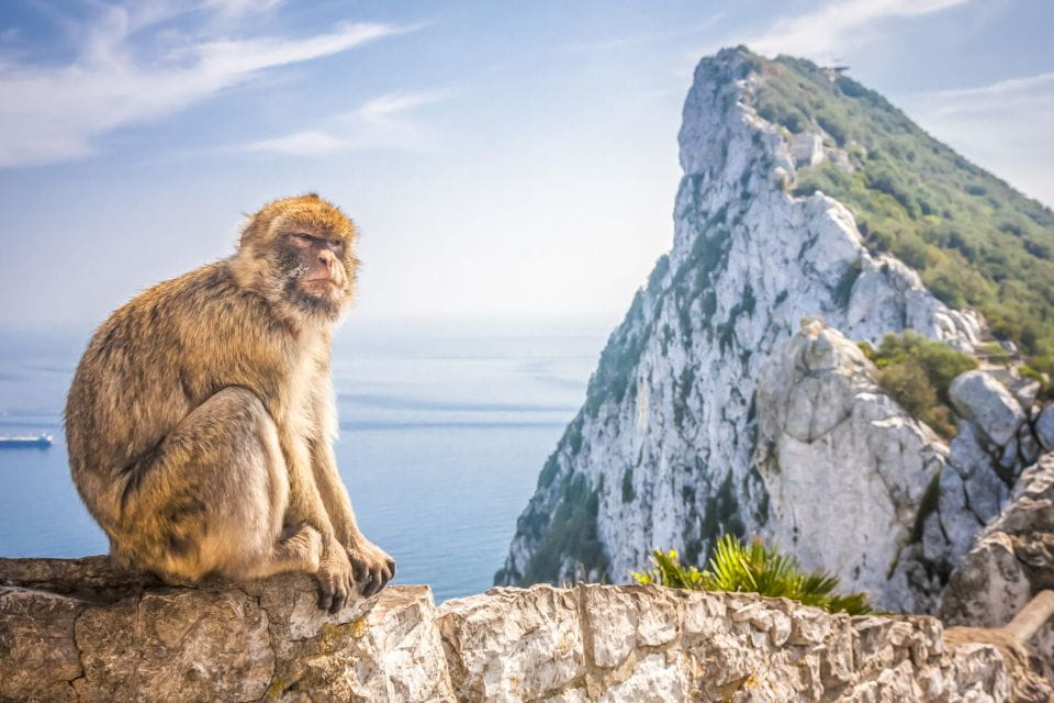 From Malaga and Costa Del Sol: Gibraltar Shopping Tour - Customer Feedback and Ratings