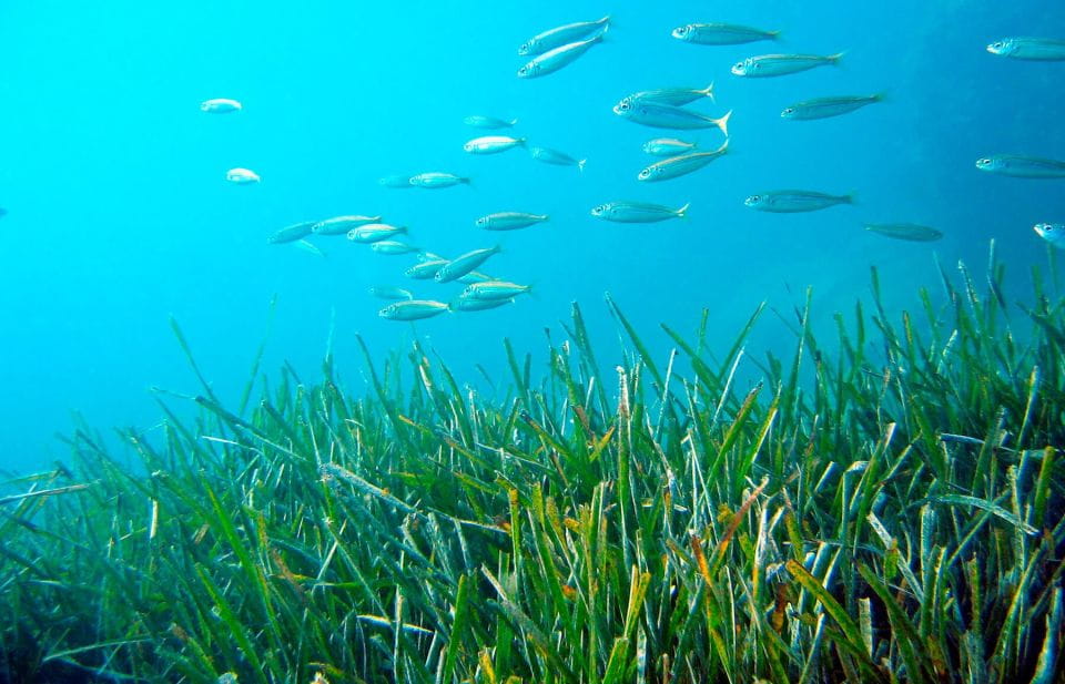 From Malaga: Cliffs of Maro Hike W/ Beach Visit & Snorkeling - Snorkeling Adventures