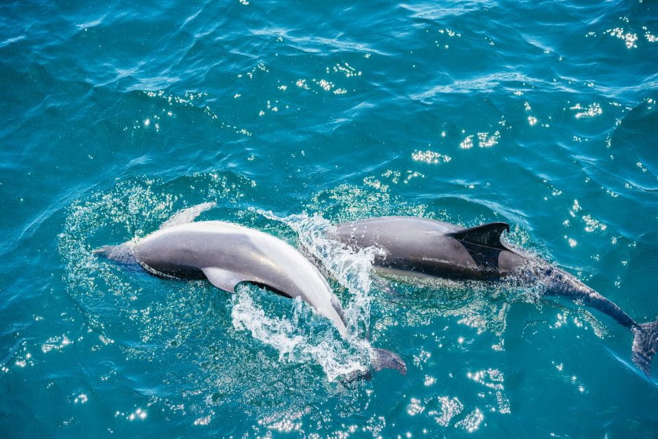 From Malaga: Day Trip to Gibraltar and Dolphin Boat Tour - Customer Reviews and Ratings