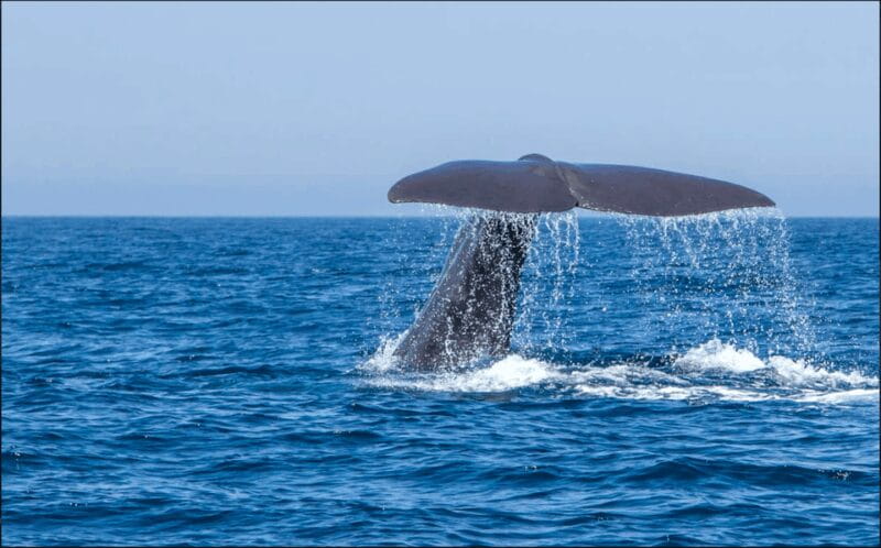 From Malaga: Guided tour in Tarifa with whale-watching and dolphin watching - A Full-Day Adventure: Whale Watching, Dolphins, and the Charm of Tarifa