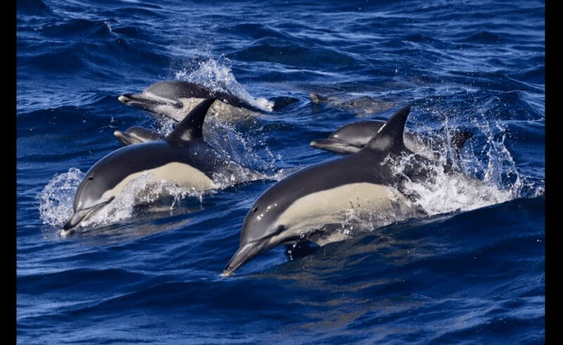 From Malaga: Guided tour in Tarifa with whale-watching and dolphin watching - Frequently Asked Questions