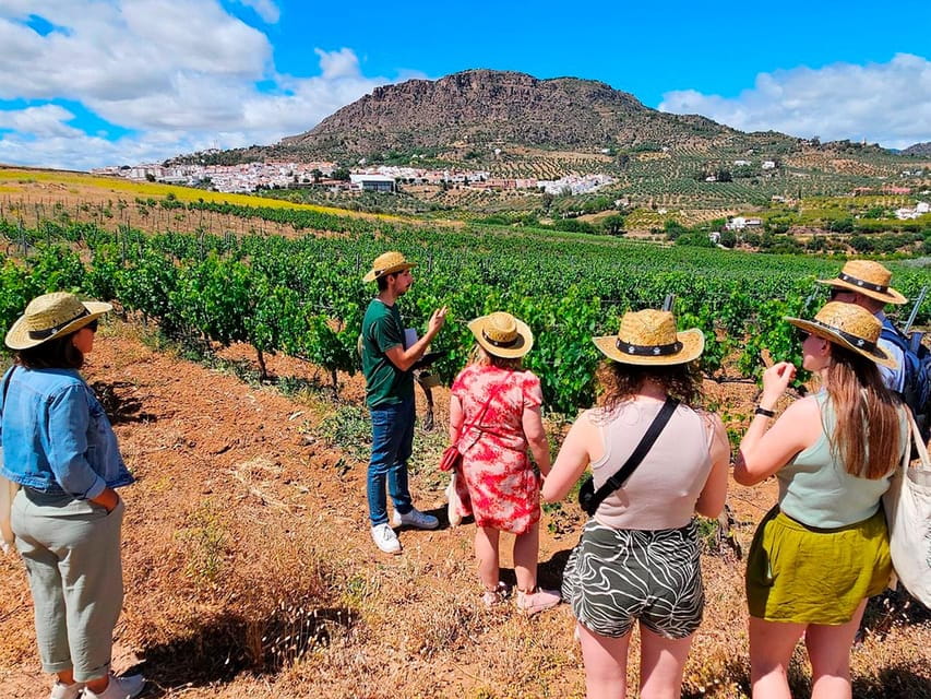 From Malaga: Wine Tasting and Vineyard Day Trip to Alora - Key Points